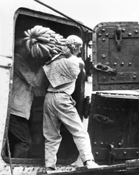 Workers Loading Bananas, Veracruz